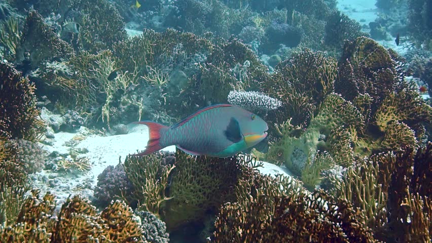 Emperor Angelfish (Pomacanthus imperator) on Coral Reef in Red Sea
