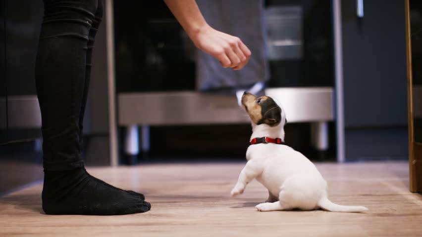 4K Puppy jumping for treats from owners hand Royalty-Free Stock Footage #21588169