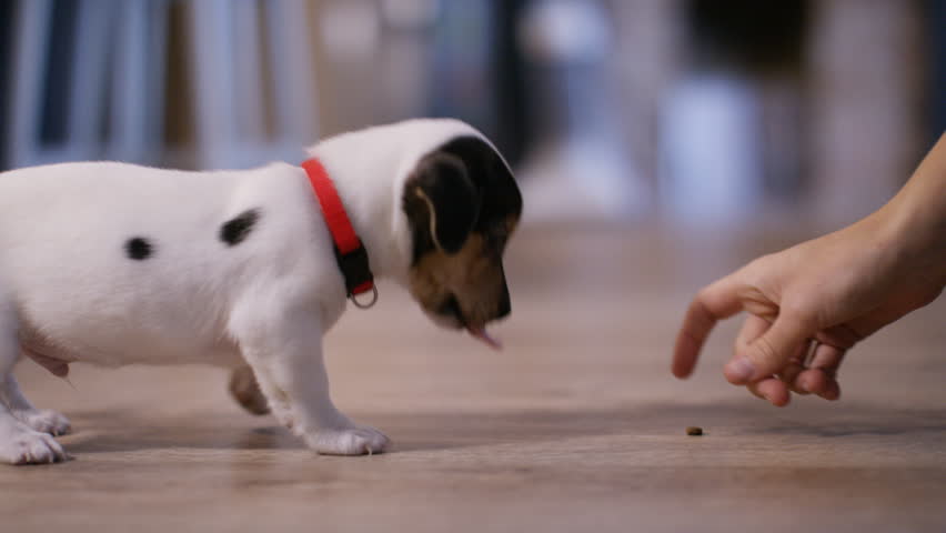 4K Owner training her puppy with treats Royalty-Free Stock Footage #21588175