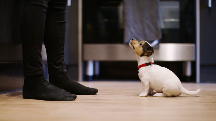 4K Puppy standing on hind legs for treats, in slow motion Royalty-Free Stock Footage #21588181