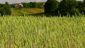 Ungraded: Farming field / Wheat grass / Wheat ears. Green ears in a wheat field swaying in the wind in the middle of summer. (av29953u)