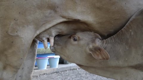 Newborn calf sucking milk. Brazil.