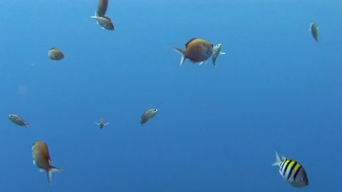 School of fish in the blue in Caribbean sea