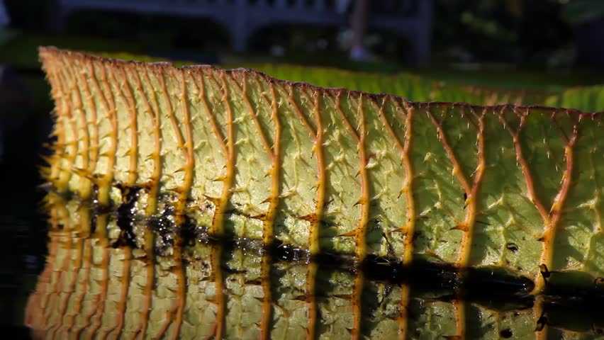 Large lily pad in a park