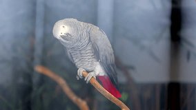 Beautiful African Grey Parrot Whistling and Doing Sound Effects
