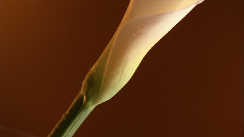 Flower petal and stem