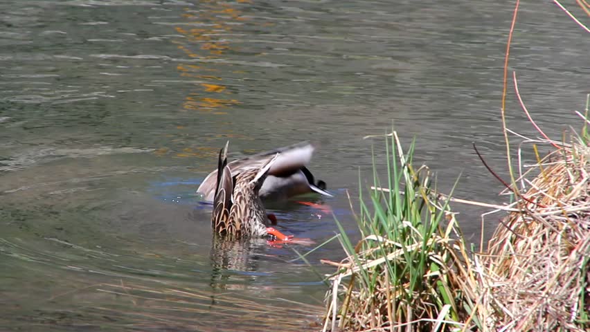 A pair of ducks swim in a mountain river