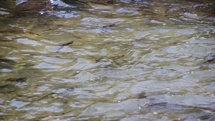 Fish swimming in river