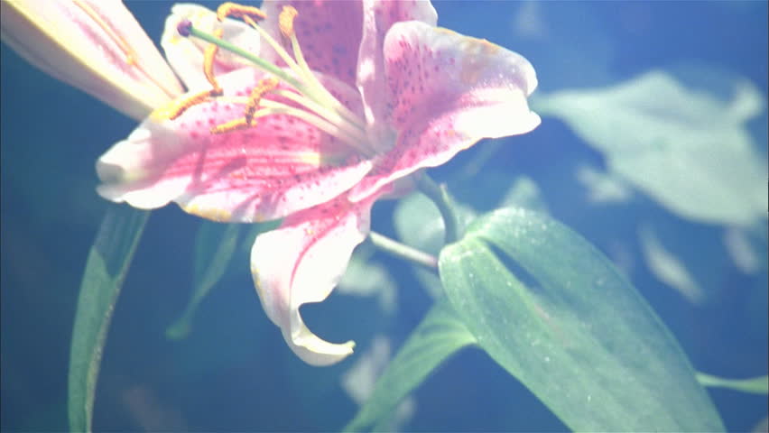 Starburst lily flower