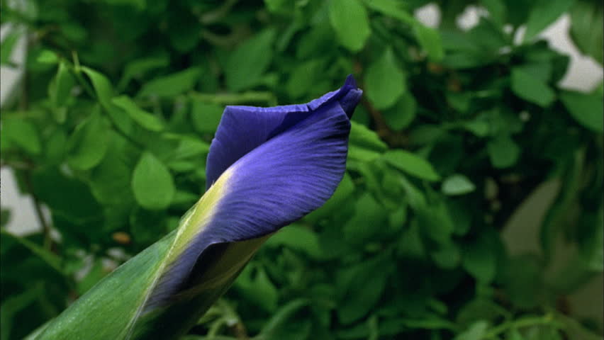 Iris flower blossoming outdoors