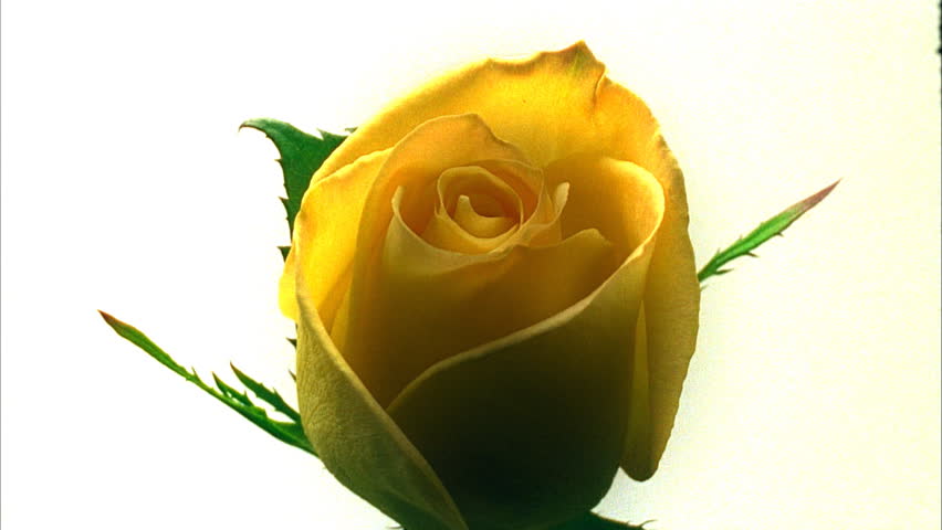 Yellow rose blossoming