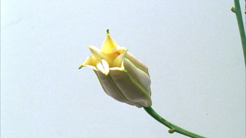 Starburst lily flowering
