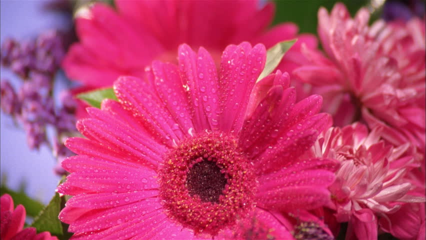 Closeup of fuchsia flower