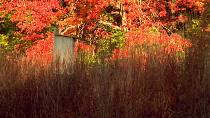 Birdhouse and fall season