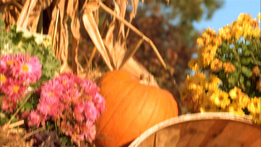 Pumpkin squash and flowers