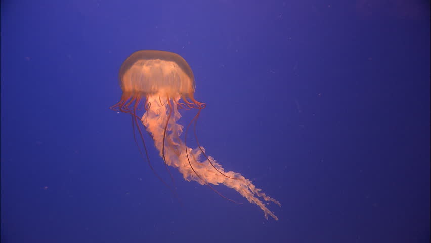 Moving jellyfish