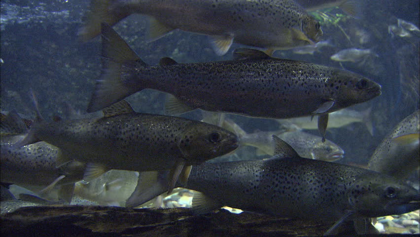 School of spotted trout