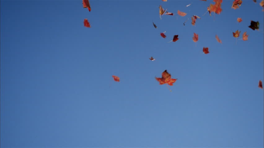 Falling red autumn leaves