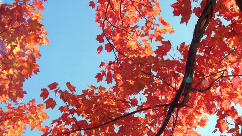 View of autumn tree