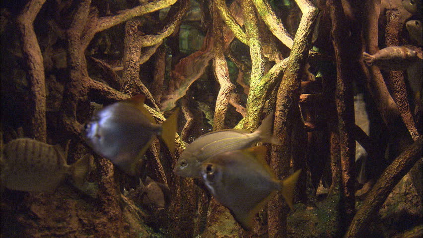 Small fish near surface of water