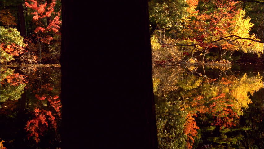 Autumn pond and tree