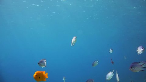 A large group of fish swim in the Red Sea in Egypt