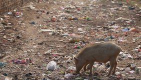 video pig rummaging in the garbage