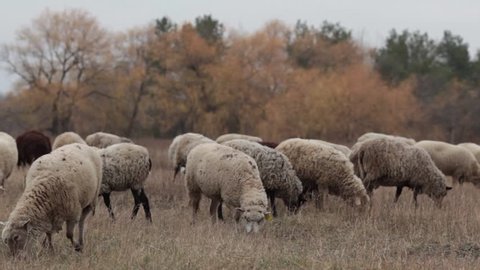 A flock of sheep in the late autumn.Sheep graze in the pasture. Flock of sheep in the meadow. Sheep in the pasture, cloudy autumn day. Sheep eating grass in a meadow. Feeding sheep. A lot of sheep in.