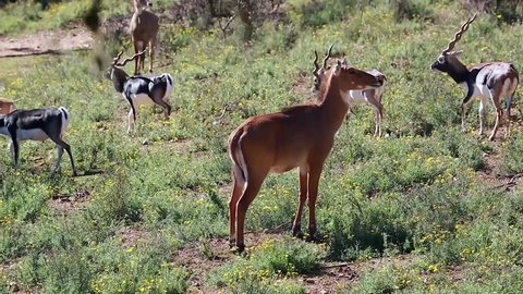 Female Blackbuck (Antilope Cervicapra). A Herd of Blackbuck in the Background