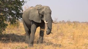 Elephant in the African Savanna in Hwange National Park, Zimbabwe as 4K footage