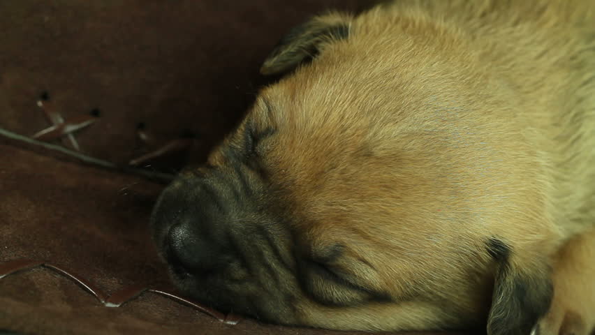 newborn puppy sleeping closeup