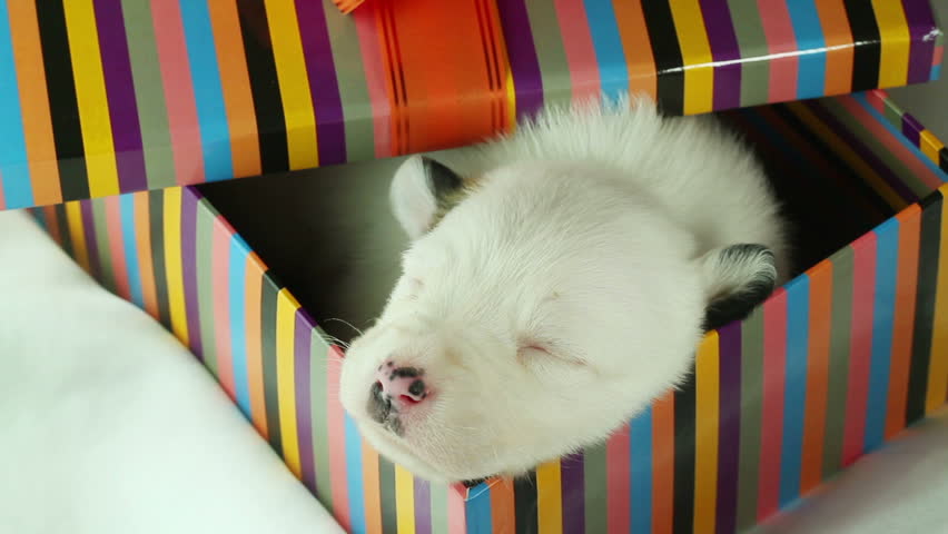 newborn puppy sleeping in a gift box