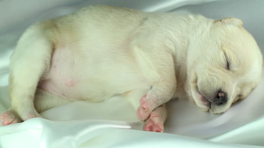 newborn puppy sleeping on white fabric