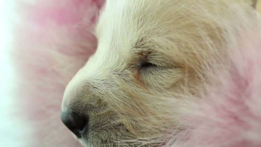 newborn puppy sleeps closeup