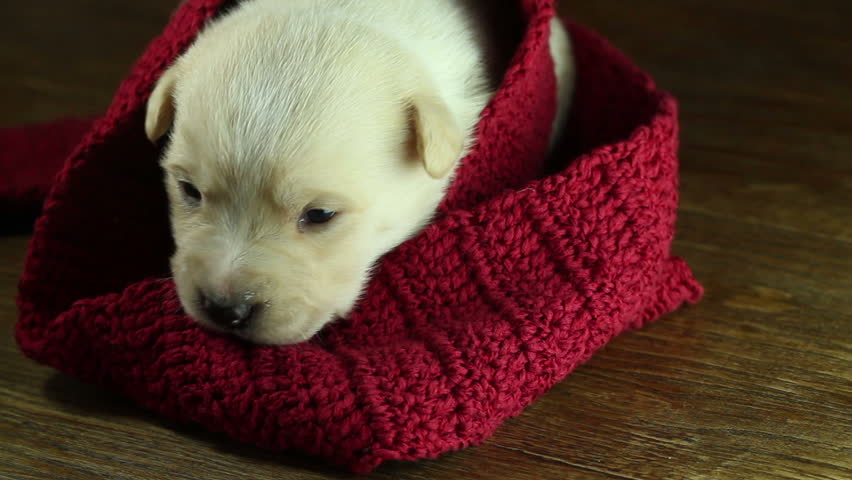 puppy falling asleep in a red scarf