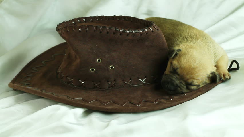 newborn puppy sleeping on a brown cowboy hat