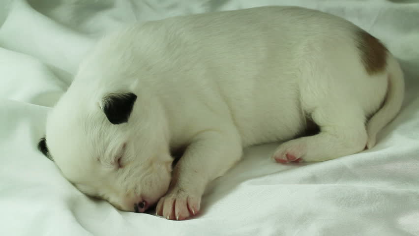 newborn puppy sleeping on white fabric