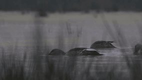 Ducks feeding in misty morning /4k footage