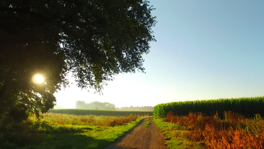 Early summer morning on the sunny field with corn and pastures.