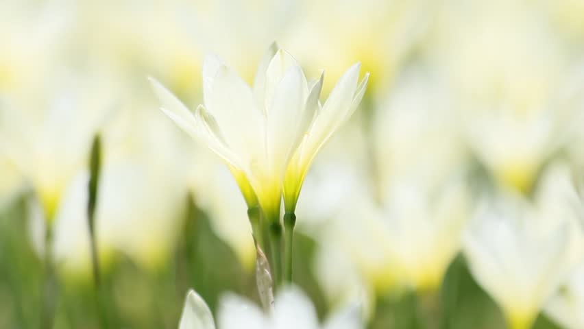Gardening and White Flowers That Stock Footage Video (100% Royalty-free