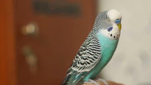 Budgerigar blue (Melopsittacus undulatus) sitting on a human finger, turns his head and blinks.