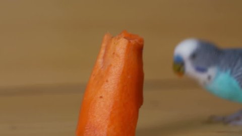 Budgerigar (Melopsittacus undulatus) fit, pinch off a piece of carrot, eats it, turns around and walks away.