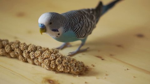 Budgerigar (Melopsittacus undulatus) chooses is a dried ear of corn with a wooden background.