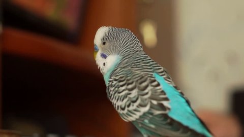 Budgerigar (Melopsittacus undulatus) sits on a table, turns his head, opens and closes his eyes, filming from the back.