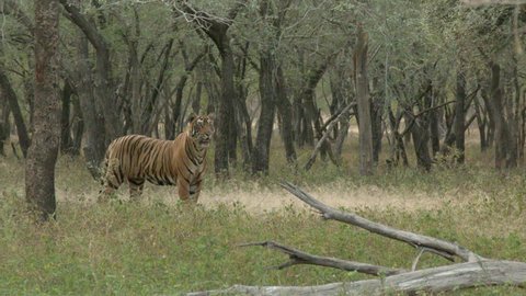 Bengal Tiger (Panthera tigirs tigris) being alert in search of prey, in dry forest