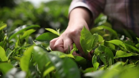People harvest green tea bush