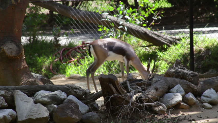 gazelle 