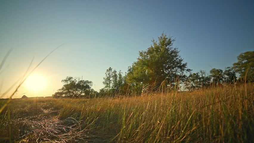 Sunset in the Field Under Blue Sky Grass Tree Way baobab landart