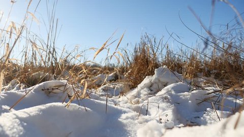 Winter dry grass in landscape the snow field snow nature