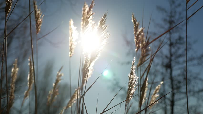 dry grass spikes swaying in the wind winter marsh snow sunlight nature landscape